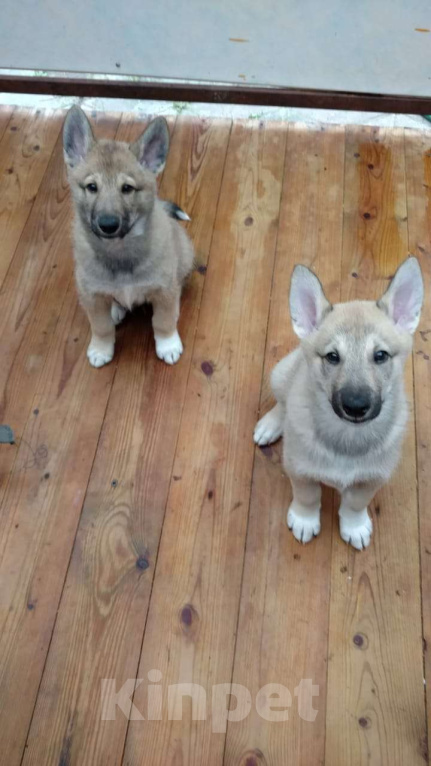 Собаки в других городах Калужской области: Западносибирская лайка, посмотреть https://dropmefiles.com/EFo7F Мальчик, 7 000 руб. - фото 2