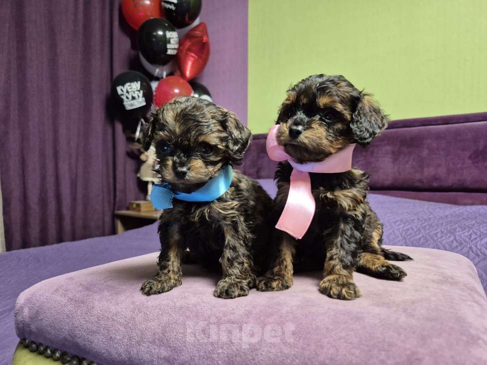 Собаки в Москве: Мальчик и девочка мрамор Девочка, 55 000 руб. - фото 3