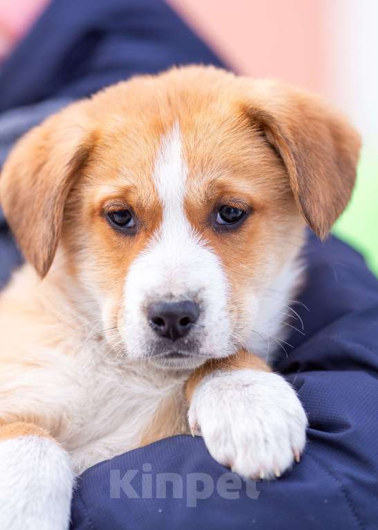 Собаки в других городах Московской области: Щенок Марта в добрые руки Девочка, Бесплатно - фото 5