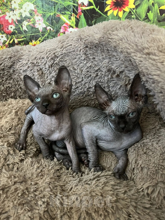 Кошки в Курске: Продам котят Разнополые, 10 000 руб. - фото 4