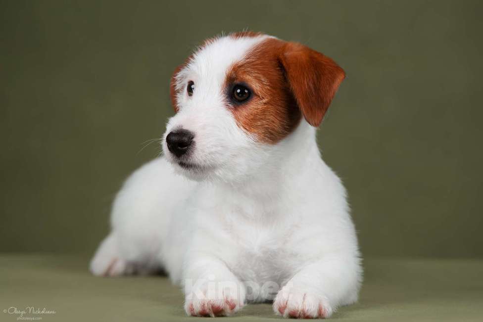 Собаки в Санкт-Петербурге: Марлекс Солар Николь Девочка, 50 000 руб. - фото 2