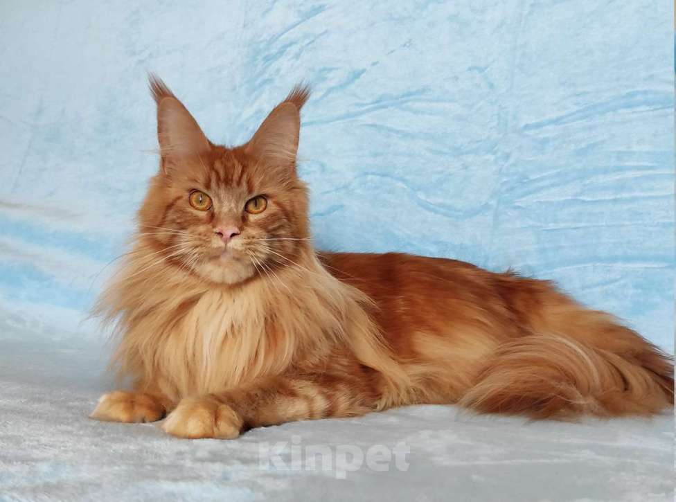 Кошки в Владимире: Девочка красавица Девочка, 8 000 руб. - фото 5