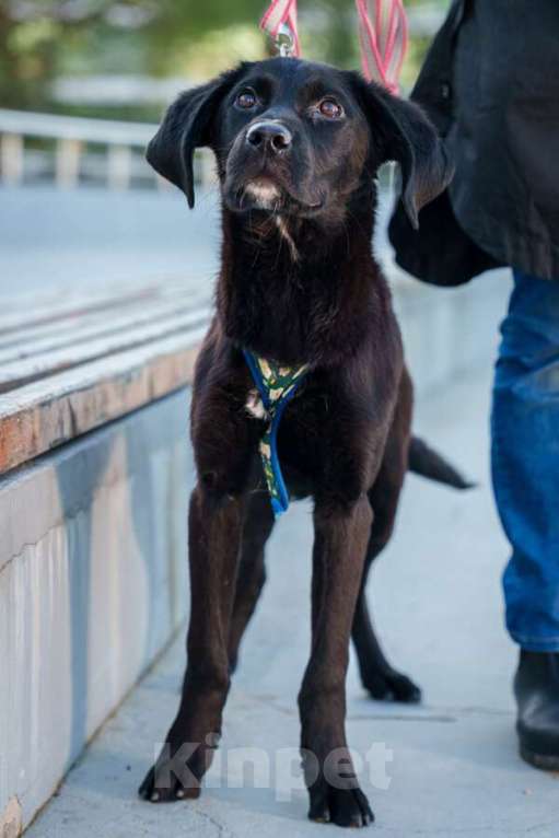 Собаки в Москве: Три маленькие девочки, которые очень хотят стать чьим-то счастьем Девочка, Бесплатно - фото 6