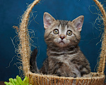 Кошки в Барнауле: Котик-страйт Винстон🖤 Мальчик, Бесплатно - фото 2