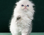 Кошки в Екатеринбурге: Шотландский длинношёрстный мальчик с голубыми глазами. Мальчик, Бесплатно - фото 1