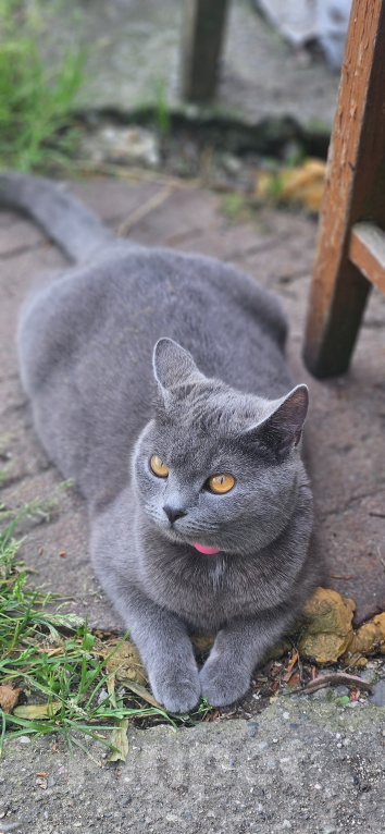 Кошки в Пятигорске: Котята в добрые руки Мальчик, Бесплатно - фото 7