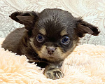 Собаки в Москве: Щенки чихуахуа Девочка, Бесплатно - фото 2