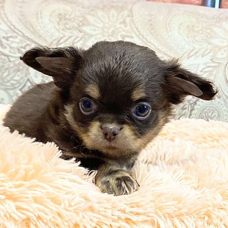 Собаки в Москве: Щенки чихуахуа Девочка, Бесплатно - фото 2