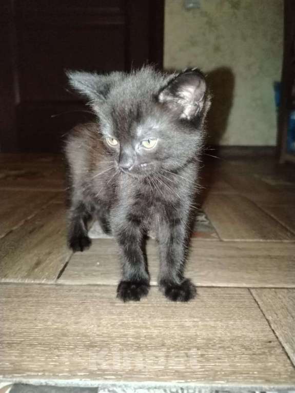 Кошки в Ставрополе: Отдам бесплатно котенка девочку Девочка, Бесплатно - фото 3