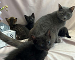 Кошки в Туле: Котята в добрые руки  Мальчик, Бесплатно - фото 1