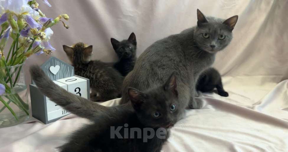 Кошки в Туле: Котята в добрые руки  Мальчик, Бесплатно - фото 1