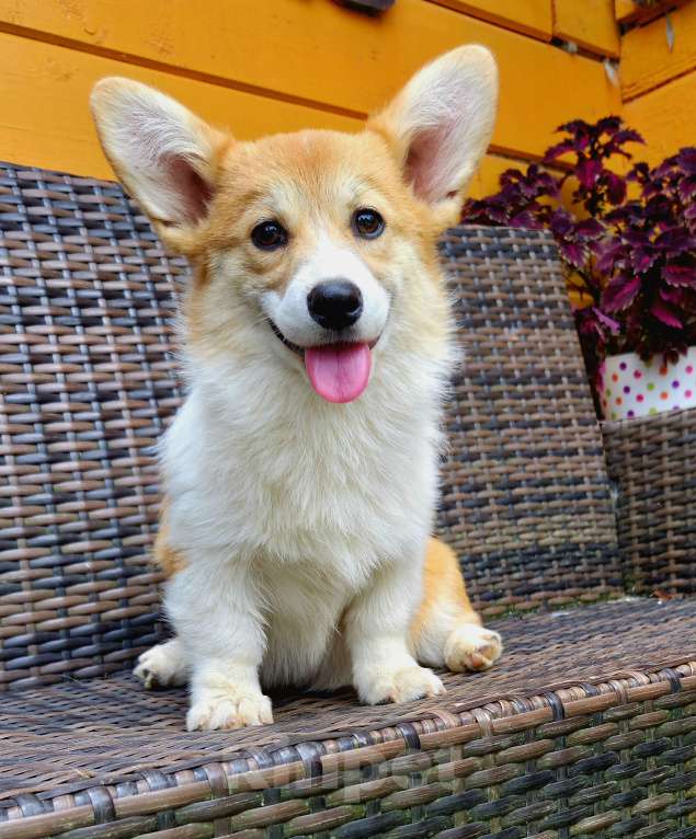 Собаки в Сергиеве Посаде: Вельш Корги Пемброк девочка  Девочка, 50 000 руб. - фото 3