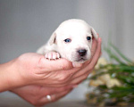 Собаки в Москве: Белые и рыжие щенки от маленькой собаки в добрые руки Девочка, Бесплатно - фото 7