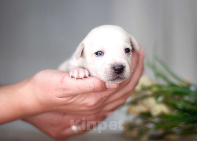 Собаки в Москве: Белые и рыжие щенки от маленькой собаки в добрые руки Девочка, Бесплатно - фото 7