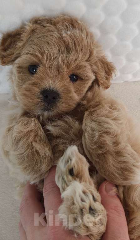 Собаки в Санкт-Петербурге: Щенки мальтипу f1 мини Мальчик, Бесплатно - фото 4