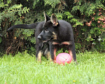 Собаки в Геленджике: Великолепный щенок немецкой овчарки Девочка, Бесплатно - фото 3