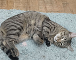 Кошки в Видном: Взрослый, ласковый котей Мальчик, 10 руб. - фото 3
