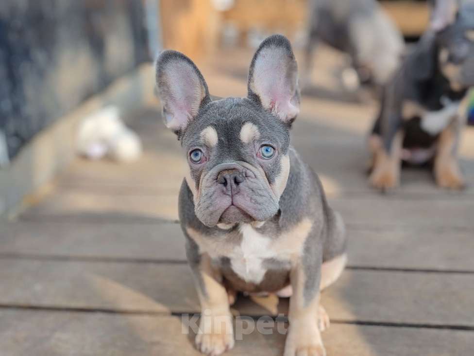 Собаки в Санкт-Петербурге: Шикарная лиловая  девочка Девочка, 60 000 руб. - фото 2