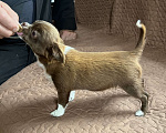 Собаки в Санкт-Петербурге: Девочка чихуа, шоколадная с белым, д/ш Девочка, 60 000 руб. - фото 4