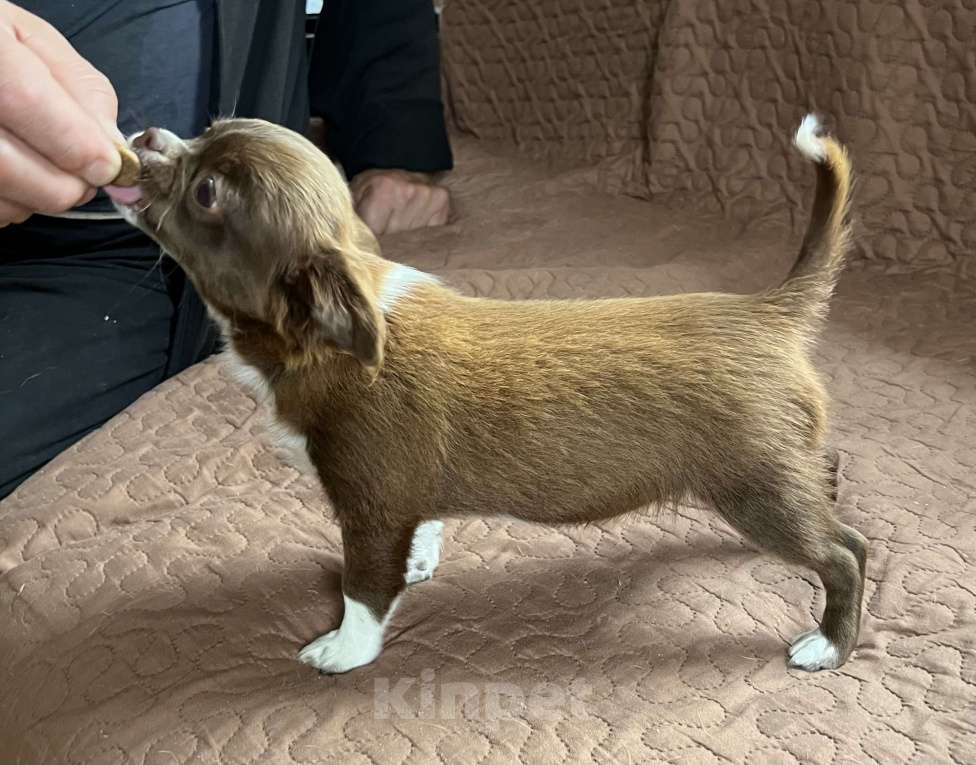 Собаки в Санкт-Петербурге: Девочка чихуа, шоколадная с белым, д/ш Девочка, 60 000 руб. - фото 4