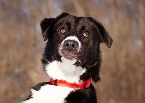 Комета ищет семью