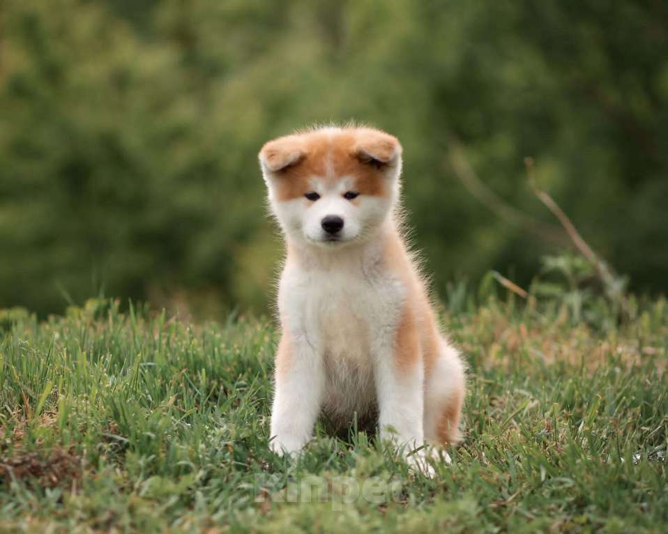 Собаки в Хабаровске: Продаю щенят породы Акита Ину Мальчик, 30 000 руб. - фото 6