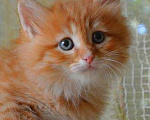 Кошки в Ливны: Сибирские рыжие котята, 9 999 руб. - фото 2