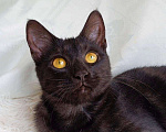 Кошки в Туле: Очаровательная Одри в добрые руки, Бесплатно - фото 1