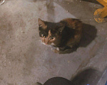 Кошки в Гагарине: Котята в добрые руки, Бесплатно - фото 2