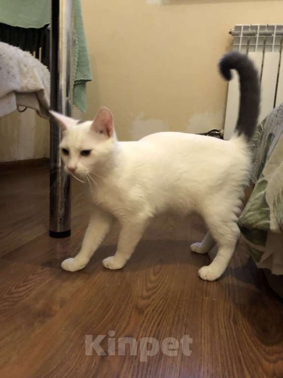 Кошки в Сочи: Отдам кошек в добрые руки Девочка, Бесплатно - фото 5