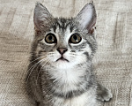 Кошки в Сочи: Отдам в добрые руки котят Девочка, Бесплатно - фото 3