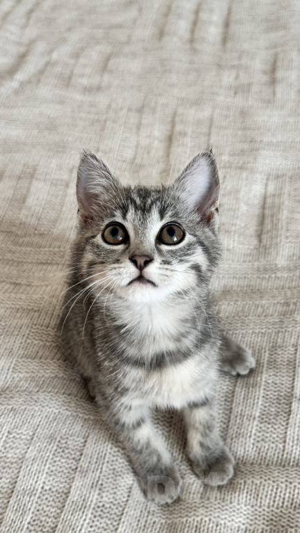Кошки в Сочи: Отдам в добрые руки котят Девочка, Бесплатно - фото 3
