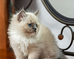 Кошки в Московском: котята рэгдолл Мальчик, Бесплатно - фото 8
