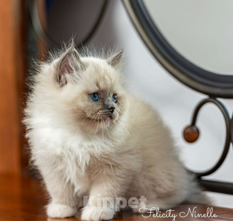 Кошки в Московском: котята рэгдолл Мальчик, Бесплатно - фото 8