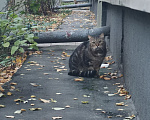 Кошки в Москве: Найден кот Мальчик, Бесплатно - фото 5