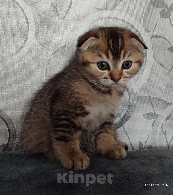 Кошки в Москве: Продаётся котёнок! Мальчик, Бесплатно - фото 1