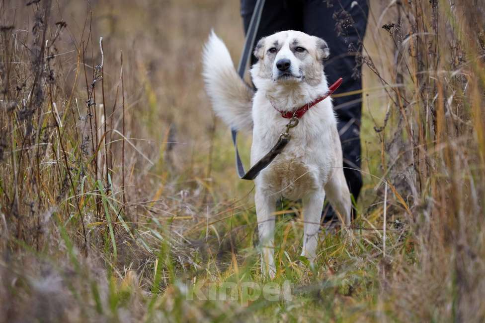 Собаки в Москве: Эльза Девочка, Бесплатно - фото 6
