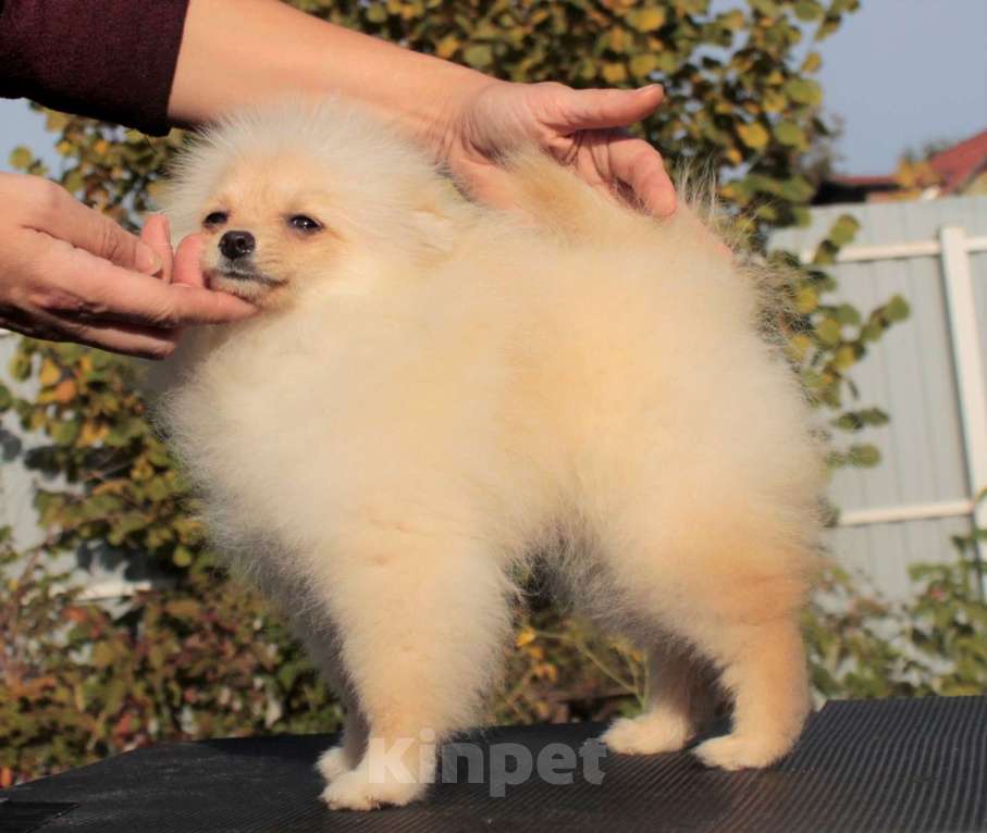 Собаки в Москве: померанский шпиц девочка мини Девочка, 50 000 руб. - фото 5
