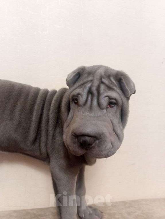 Собаки в Омске: Шарпей, Щенок Мальчик, Бесплатно - фото 1