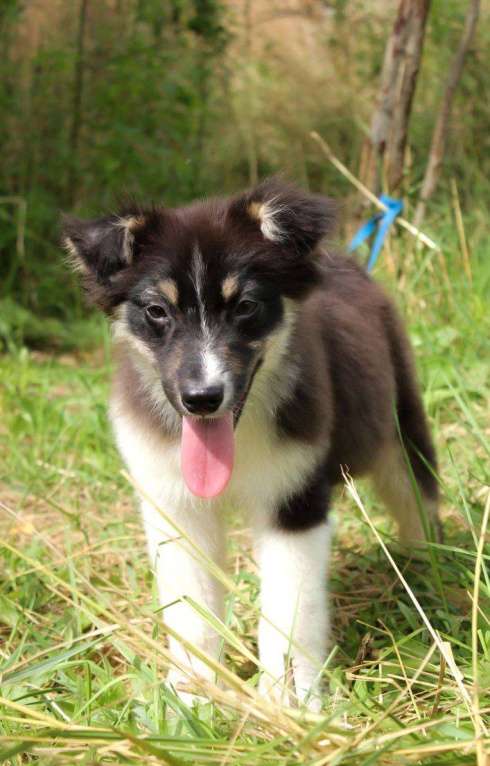 Собаки в Москве: Щенок Австралийской овчарки Аусси  Мальчик, 35 000 руб. - фото 2