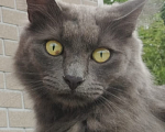 Кошки в Новосибирске: Потерялся кот кличка Кощей Мальчик, 1 000 руб. - фото 3