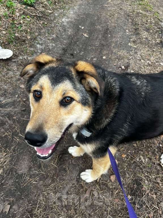 Собаки в Брянске: Мухтар Мальчик, Бесплатно - фото 7