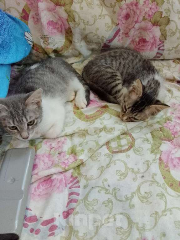 Кошки в Старом Руссе: Ася Девочка, Бесплатно - фото 3