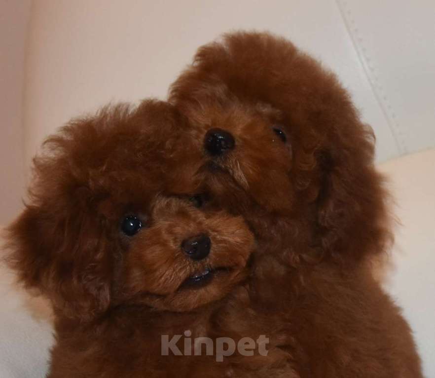 Собаки в Москве: Шикарная девочка РКФ, Влада Девочка, 150 000 руб. - фото 8