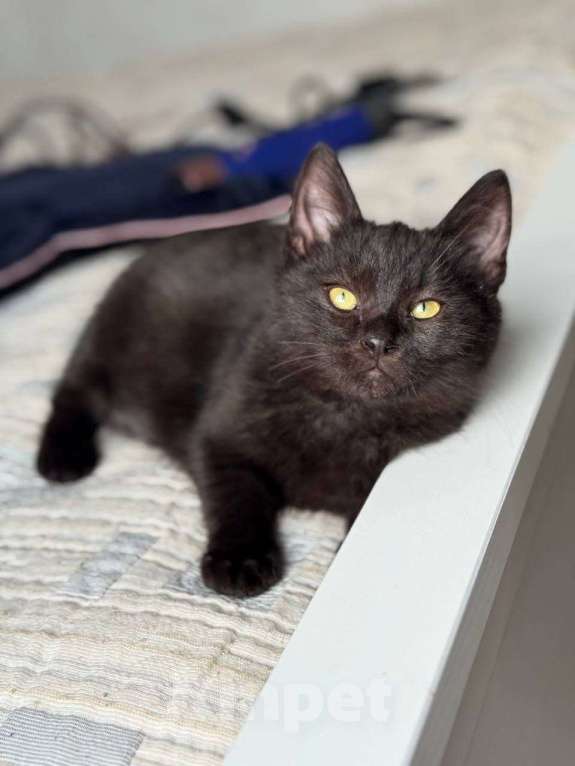 Кошки в Москве: котенок Агат ищет дом Мальчик, Бесплатно - фото 8