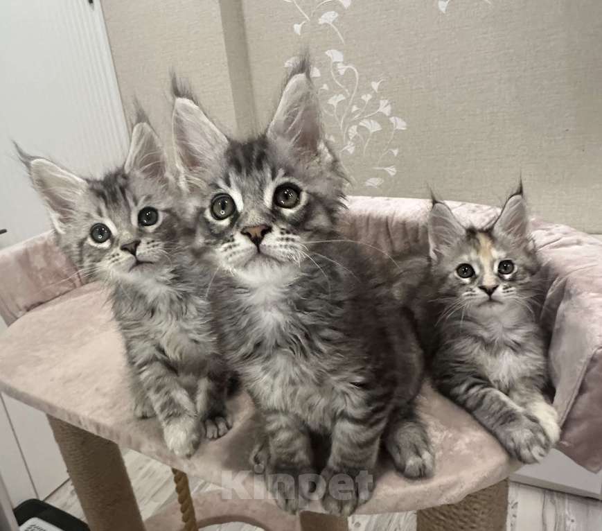 Кошки в Москве: Крупный, красивый мальчик Мальчик, 80 000 руб. - фото 3