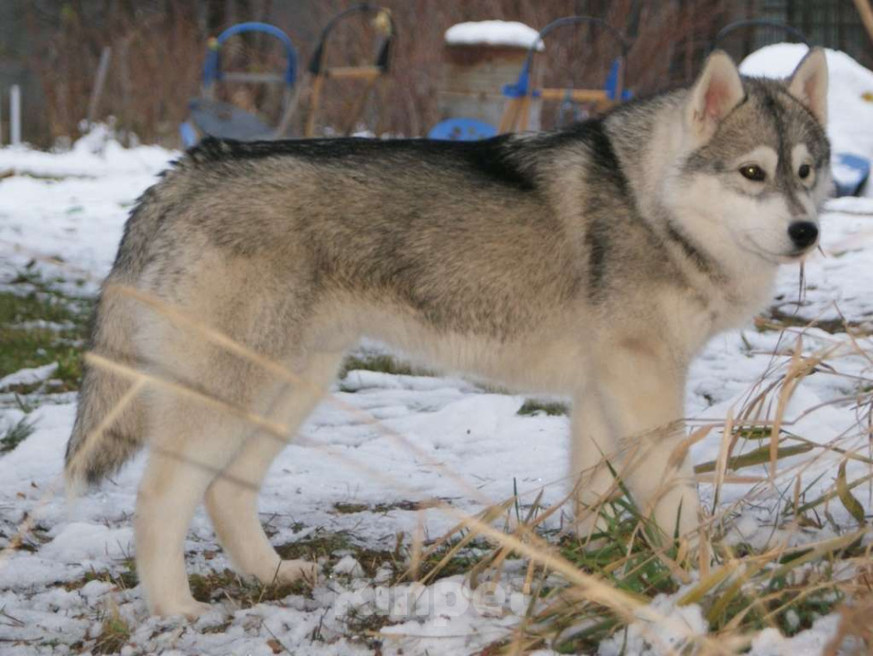 Собаки в других городах Московской области: сибирский хаски Венто Либеро Мальчик, 90 000 руб. - фото 3