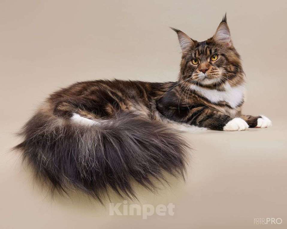 Кошки в Новосибирске: Мейкун приглашает на вязку Мальчик, 20 000 руб. - фото 4