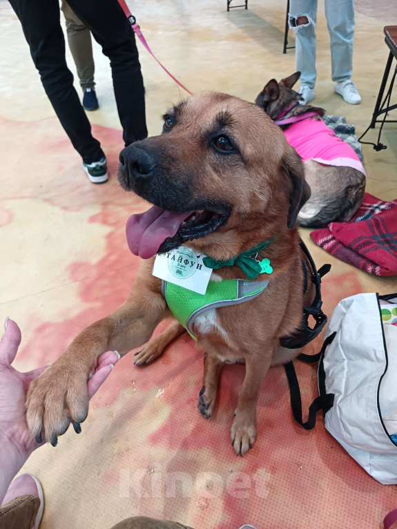 Собаки в других городах Московской области: Тайф - большой ребёнок  Мальчик, 1 руб. - фото 7