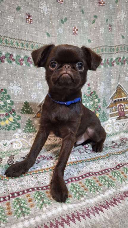 Собаки в Москве: Щенок пти брабансон мальчик Мальчик, 130 000 руб. - фото 3